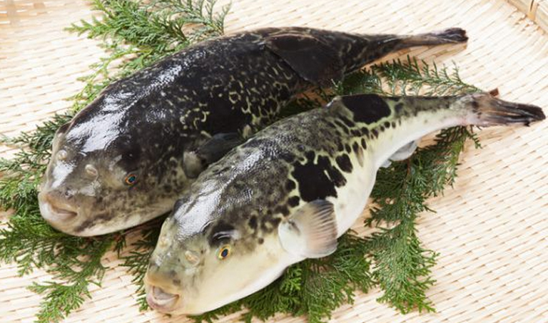 3 Fakta Menangani Fugu, Ikan Beracun Favorit Jepang