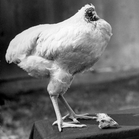 Fakta Menarik Yang tidak Diketahui, Termasuk Ayam tanpa Kepala