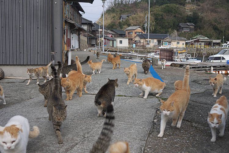 Mengenal 7 Pulau Kucing Yang Ada di Jepang