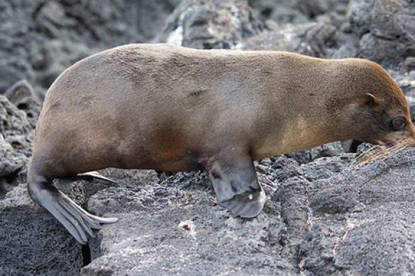 5 Fakta Galapagos Fur Seal Penyelam Tangguh dari Galatagos