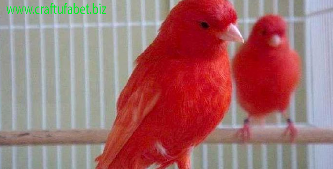 Burung Kenari Red Pepper