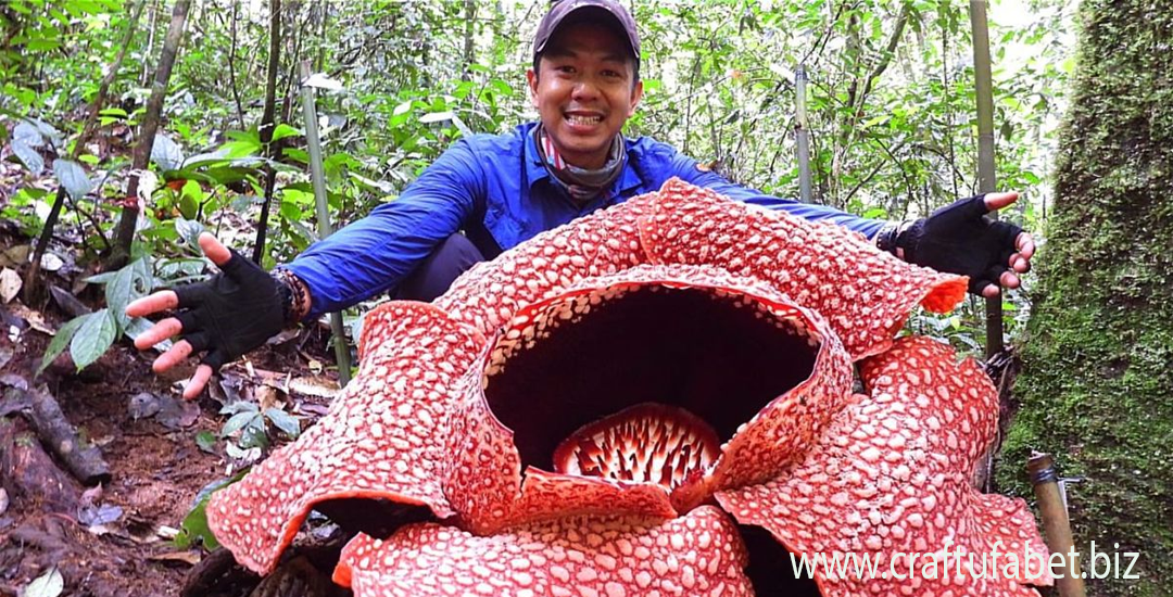 Rafflesia arnoldii Bunga Bakung